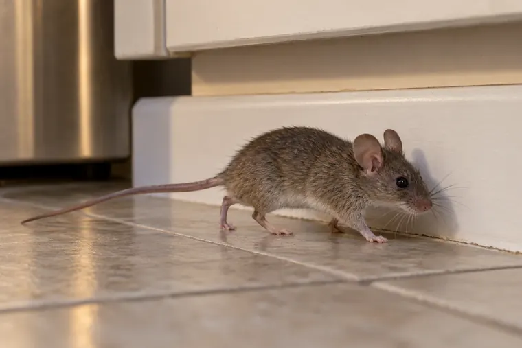 House mouse moving along a kitchen baseboard beside a cabinet toe kick